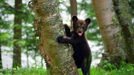 SONY DEMO 2K:  Life First Steps - Tuổi thơ của loài vật thật đáng yêu