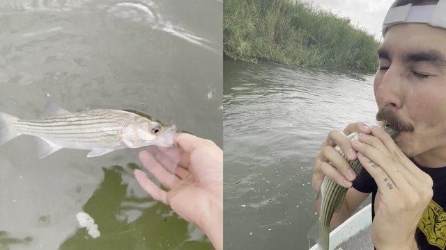 'Man Tries to Save Dying Fish by Performing CPR On It *IT WORKED!* '