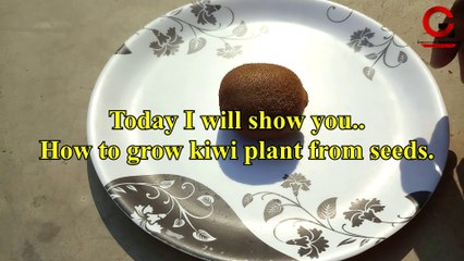How to grow kiwi plant from seeds