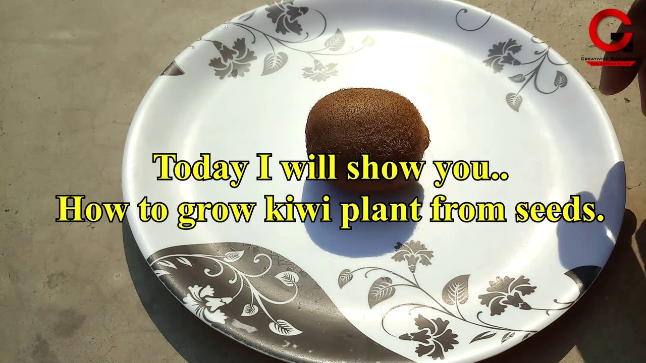 How to grow kiwi plant from seeds