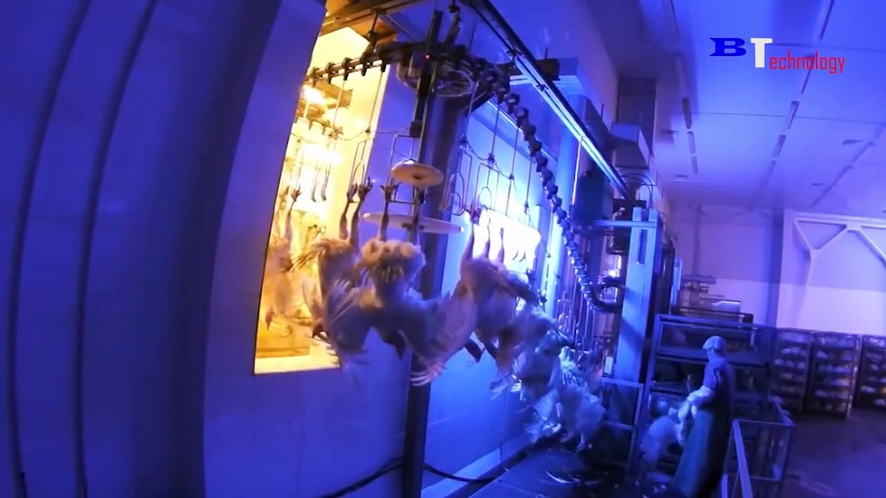 Farm Technology Produces Million Turkeys, Modern Turkey processing Factory, Modern Turkey Farm