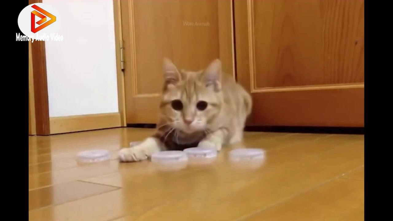 FUNNY CAT VIDEOS মজার বিড়াল Best of the 2021 funny animal videos।বিড়ালের মজার ঝগড়া। বিড়ালের মজার কান্ড Funniest Animals - Best Of The 2021 Funny Animal Videos #5।