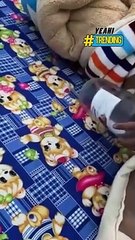 Phát hoảng trước con rết to bằng cả gang tay chui rút trong chăn