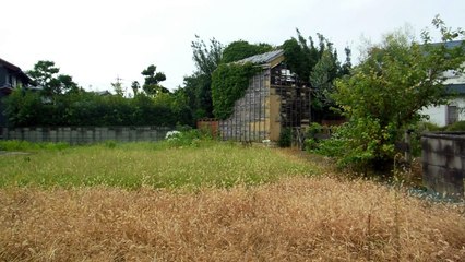 Field of Dragonflies in Japan