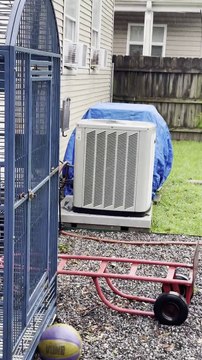 Tree Appears to Breathe as It Splits Open During Hurricane Ida