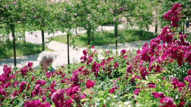 L'important c'est la rose