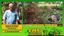 ต้นไม้ยืนต้นตายสาเหตุเกิดจากอะไร : FM91 เกษตรทำเอง : 6 มิถุนายน 2564
