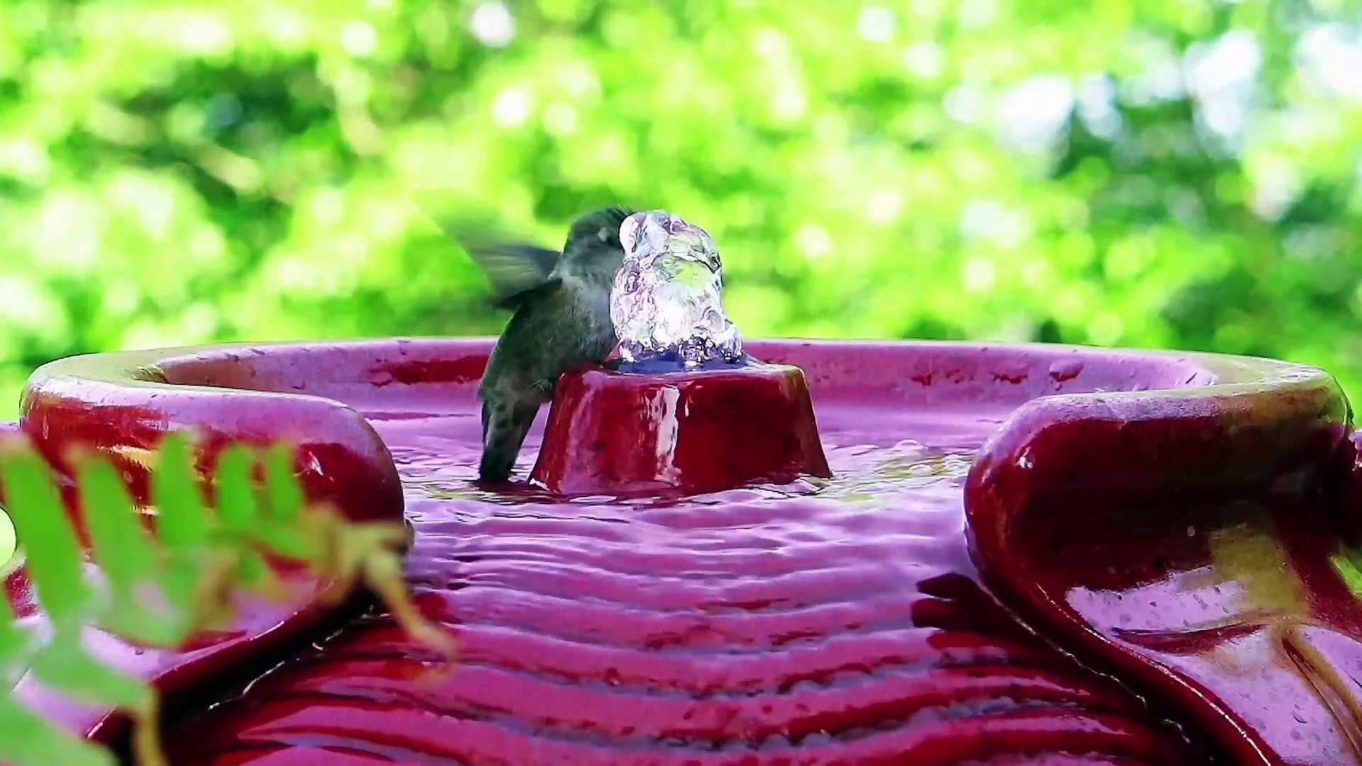 Funny Animals and Sweet Animals Collection