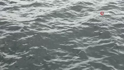 Müsilaj komisyonu Marmara'da araştırmalarını sürdürüyor