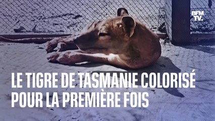 Le tigre de Tasmanie, disparu en 1936, colorisé pour la première fois