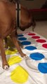 Doggy Plays Twister by His Own Rules