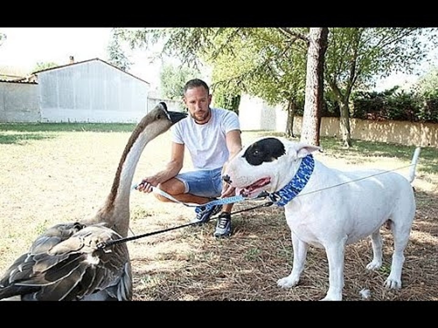 Nino et Rillette ou l'amitié insolite entre une oie et un chien, à Monteux  - Vidéo Dailymotion