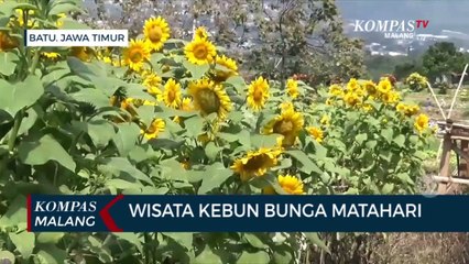 Indah dan Sejuk!!! Hamparan Bunga Matahari di Kota Batu