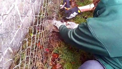 Trapped Rabbit Rescued From Chain-Link Fence
