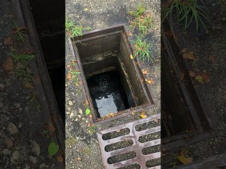 Storm Water Drain Hides Alligator Surprise
