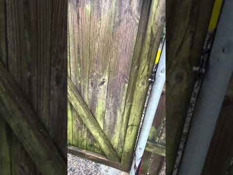 Tree Appears to Breathe as It Splits Open During Hurricane Ida