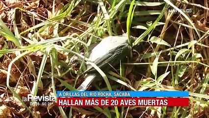 Hallan al menos 20 aves muertas en los alrededores del río Rocha, se presume envenenamiento