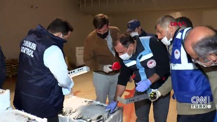 Balık haline boy baskını: 8 ton 795 kilogram balığa el konuldu