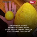 Lemon gergasi 2.6 kilogram!