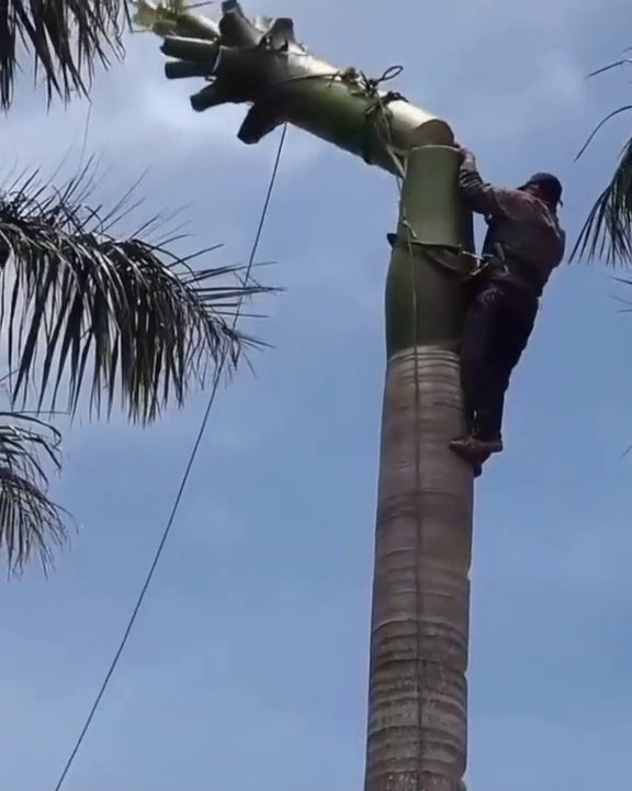 How impossible Tree Cutting very first | watching video