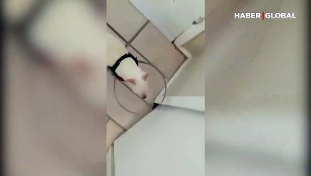 Gözleri görmeyen köpeği için bulduğu yöntem izleyenleri duygulandırdı