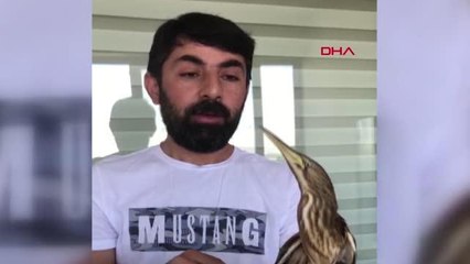 ŞANLIURFA'DA, İKİ BALABAN KUŞU BULUNDU