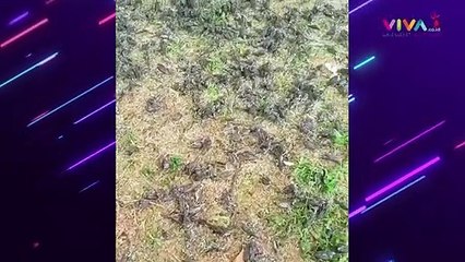Ribuan Burung Mati Mendadak di Kuburan
