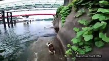 خفر السواحل اليابانيون ينقذون كلباً من الغرق في نهر بارد