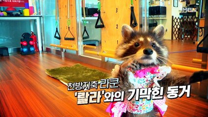 야생동물 라쿤 '랄라'와의 기막힌 동거!