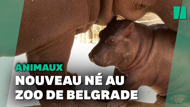 Naissance inattendue d'un bébé hippopotame au zoo de Belgrade