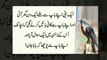 Beti __ Beti ka ajeeb swaal (Daughter to Father Questions) RJ Moiz Ali khan __ best video