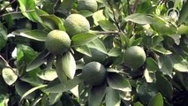 Limonda hasat zamanı; hedef 500 bin tondan fazla ihracat