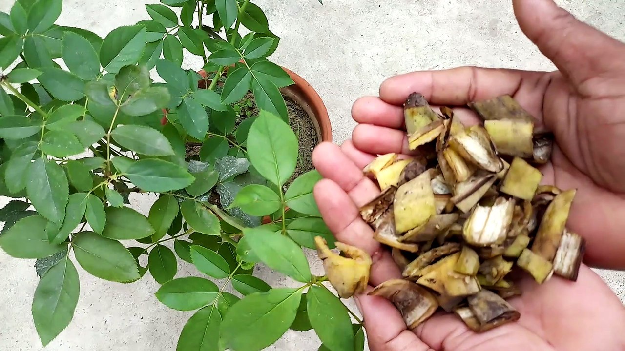 How To Care  Rose Plant All Season | Best Fertilizer For Rose Plants