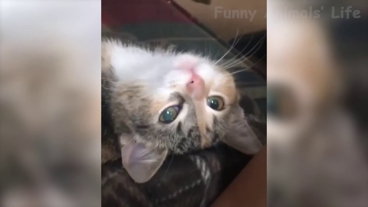 Les plus drôles des chats et des chiens De Tik Tok 2021- Essayez de ne pas rire - Drôle animaux de compagnie