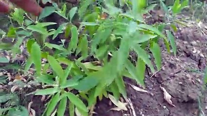 sandalwood farming/चंदन कि  खेती/चंदन का पौधा क्यो सूख गया फुल जानकारी