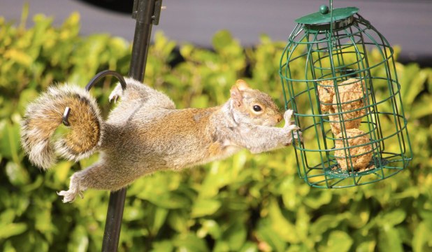 Tips for Keeping Squirrels Out of Your Bird Feeder