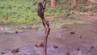 Les singes sautent dans la rivière 1 par 1