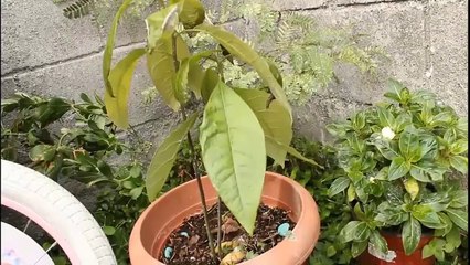 Mi jardín enero 2020