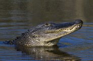 Mississippi hunters catch 13-foot 787-pound alligator