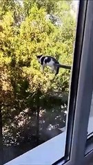 Ce chat se relaxe au pire endroit... risqué