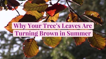 Why Your Tree's Leaves Are Turning Brown in Summer