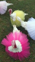 Turkeys in Tutus