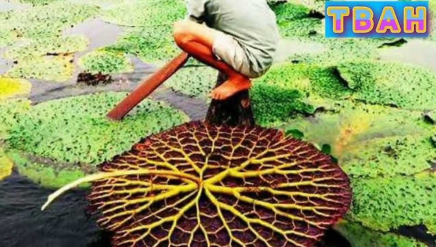 भारत के सबसे रहस्यमय अविश्वसनीय ! Top 4 Biggest Most Mysterious in Hindi ! Mysterious and amazing