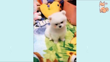 Try Not To Laugh At This Ultimate Funny Dog Video Compilation _ Funny Pet Videos 2021