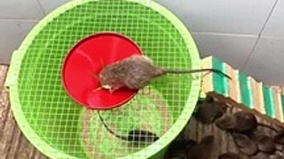 The best and easiest way to catch a mouse