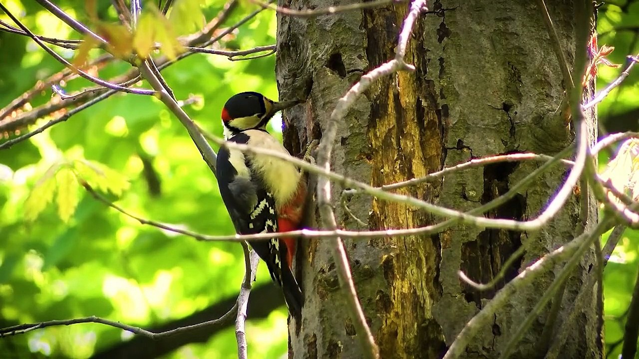 Bird Sounds & Beautiful Music for Relaxing, Stress Relief, sleeping, calming