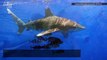 A ‘Gaping Hole’ in Ocean Ecosystems Cause By a Large Number of Shark Deaths