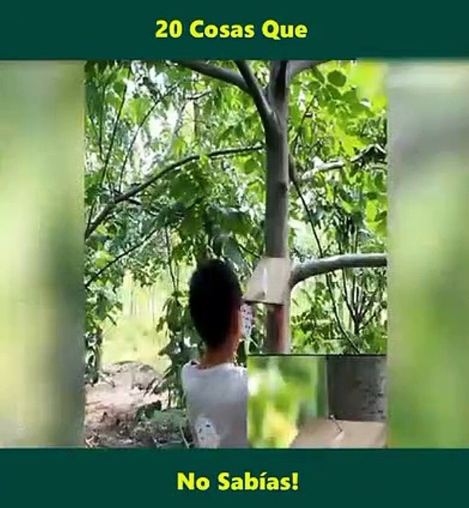 Cosas que realmente no sabias . Vídeos genial para ti ...things you really didn't know . Great videos for you