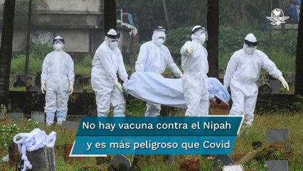 Virus Nipah, la mortal enfermedad que está golpeando a India