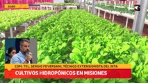 Cultivos Hidropónicos en Misiones